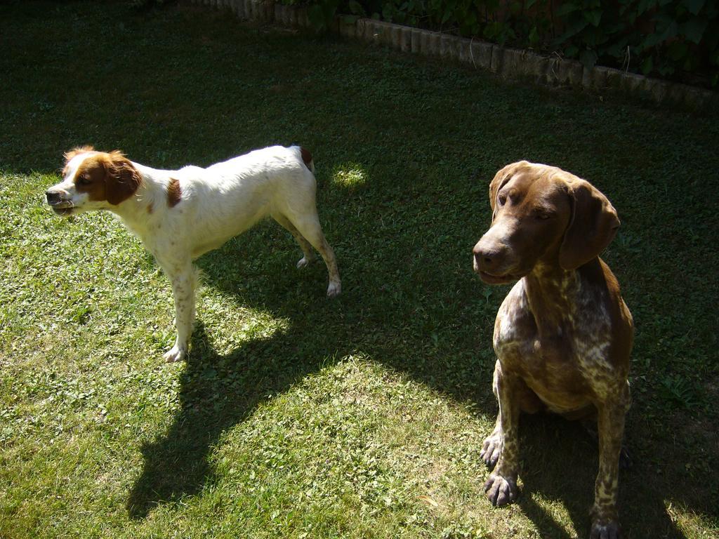 Le Jardin Ombrage Bed & Breakfast Saint-Paul-d'Izeaux Bagian luar foto